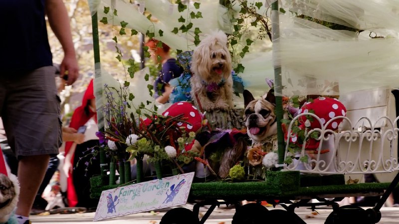 New York’s Best-Dressed Dogs Compete