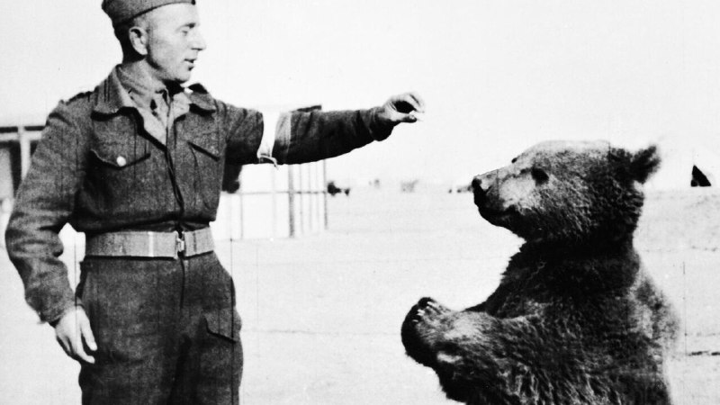 The War Room newsletter: Let slip the dogs (and pigeons) of war