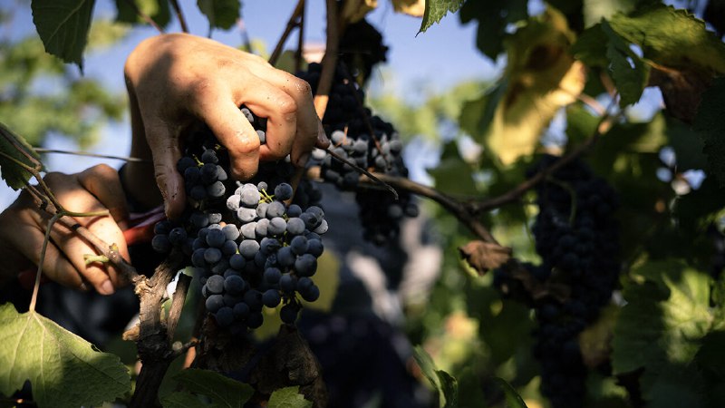 Why a new, playful style of wine is delighting drinkers