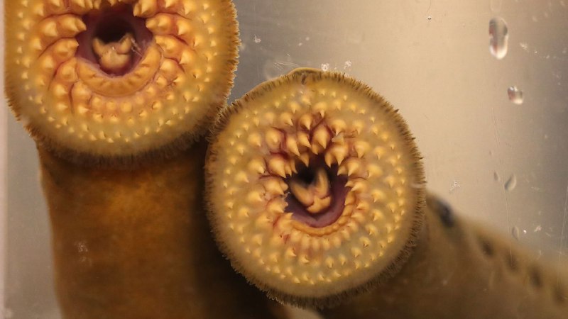 The Feds Who Kill Blood-Sucking Parasites