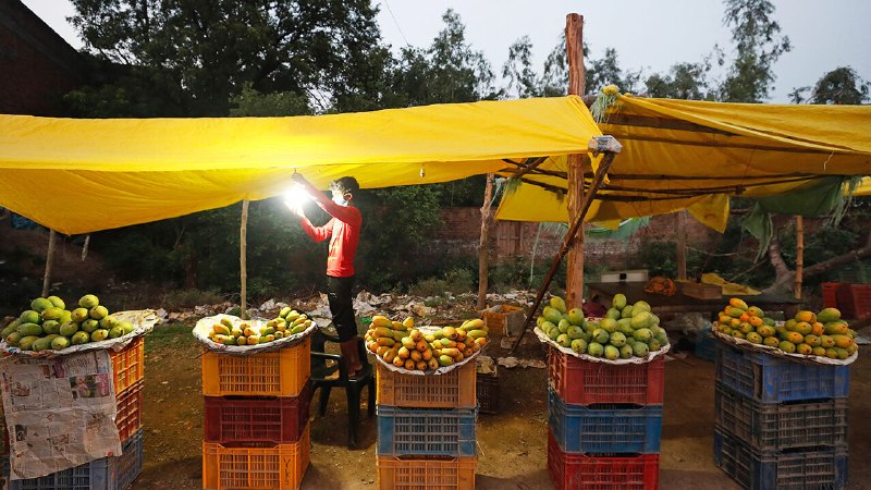 Indian mangoes have been banned from Japan