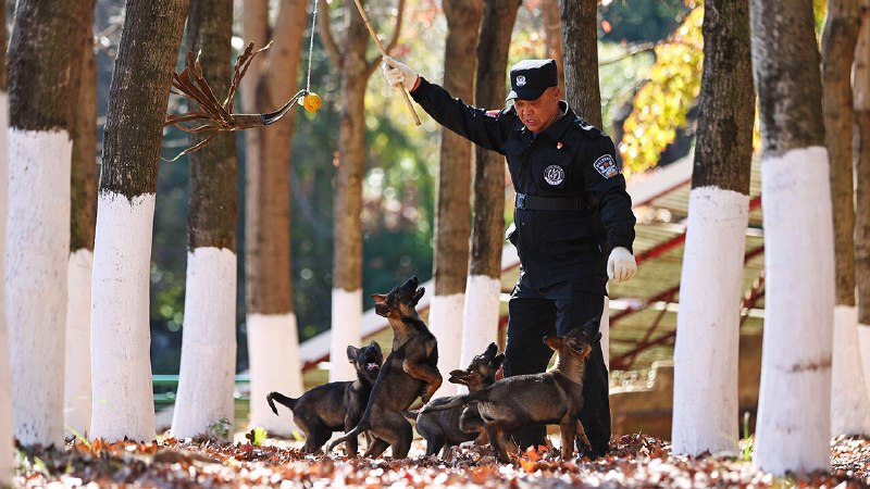 China is seeking self-sufficiency in police dogs