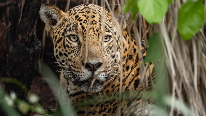 The battle to save South America’s skull-crushing big cat