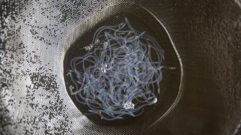 Japanese eels have two types of sperm