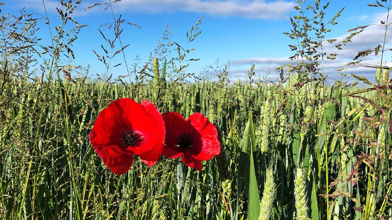 English farming is changing quickly, for the better