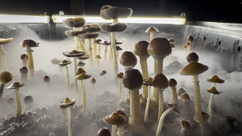 A psychedelic medicine performs well against depression