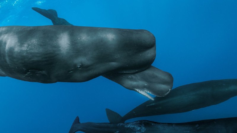 The Astonishing Lessons of a Sperm-Whale Birth