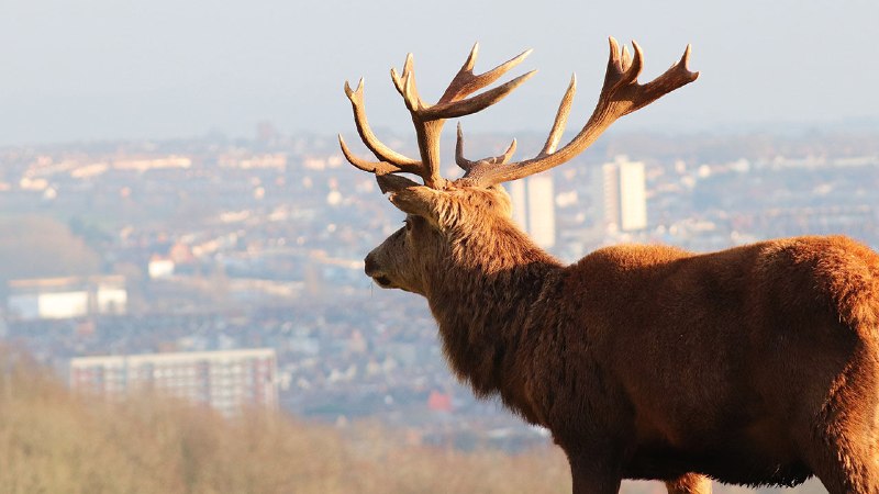Britain’s deer are thriving. It’s a nightmare for the countryside