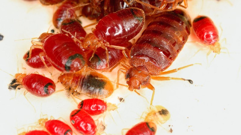 Should you fear pesticide-resistant super-bedbugs?