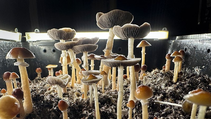 Donald Trump is giving psychedelic medicines a welcome boost