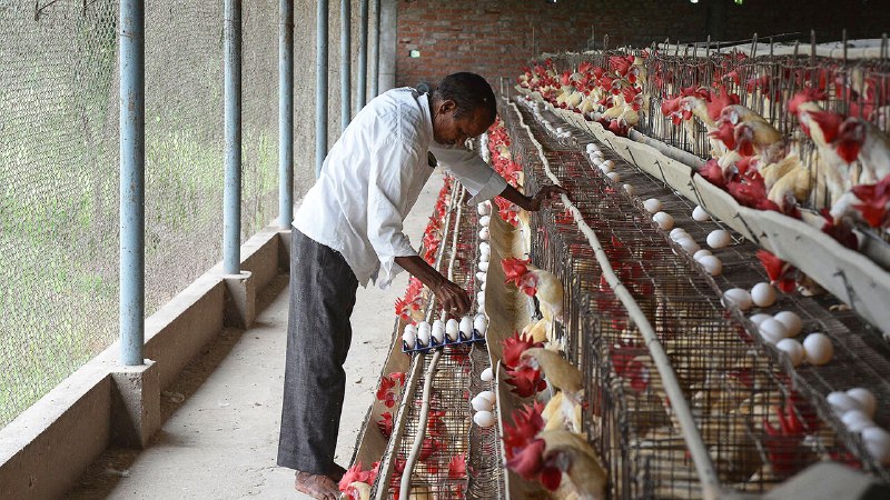 Asian activists say too much egg production is cruel