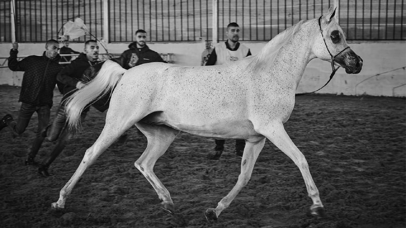 The horsemen of the West Bank