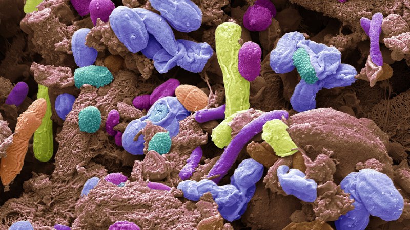 Faecal transplants—a treatment for bipolar disorder?