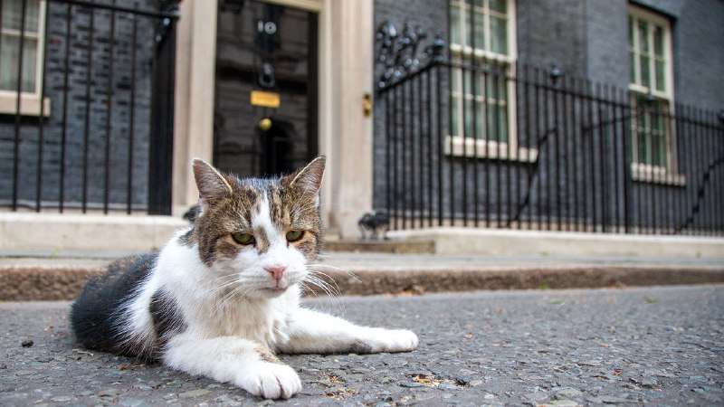 Lessons from a cat about to outlast yet another prime minister