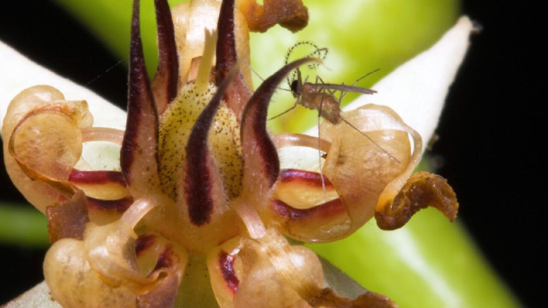The chocolate industry is built on the labour of bloodsucking midges