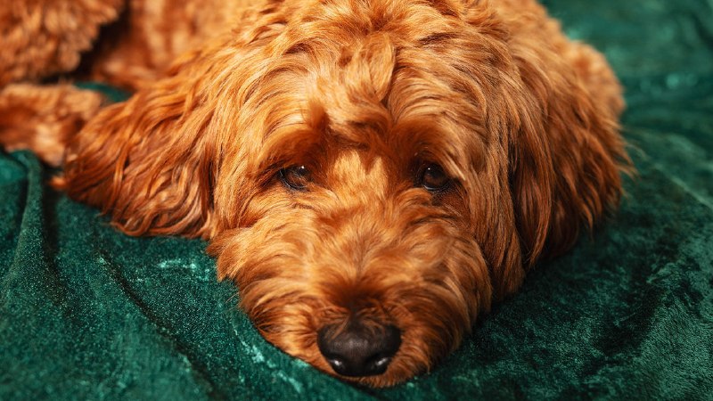 Pet-custody laws in America are changing
