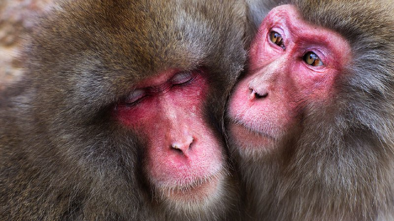 Same-sex sexual behaviour in primates is a survival strategy