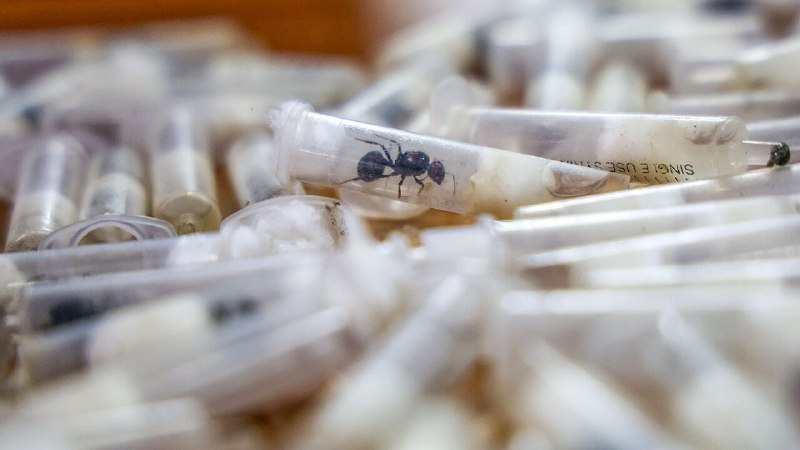 Why smugglers are stealing Kenya’s ants