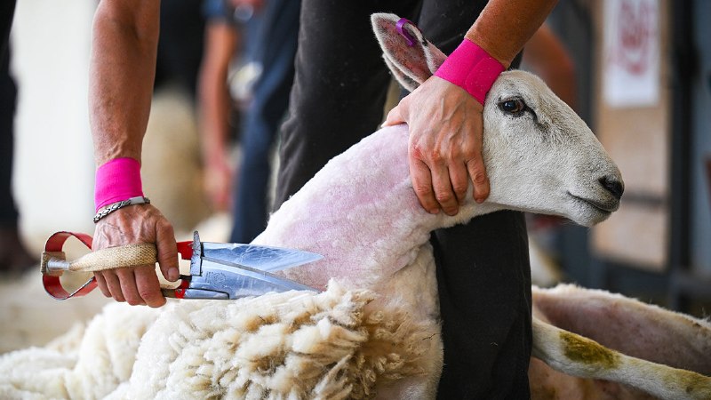 Britain’s government wants an important job to be done badly