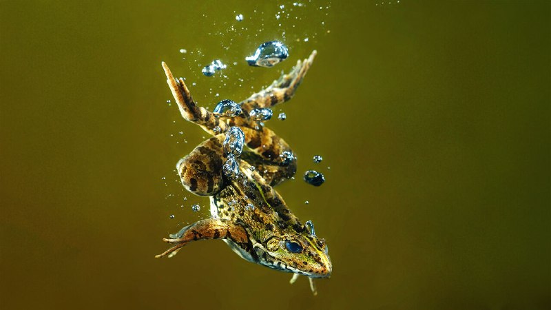 Mummified reptiles are revealing how breathing evolved