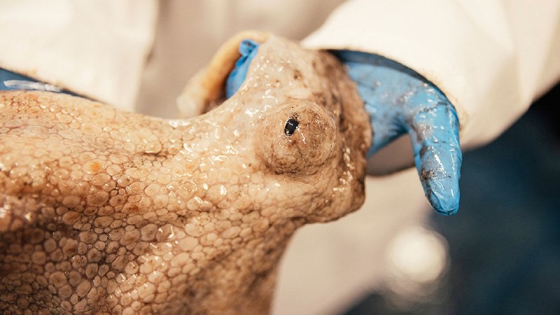 Warming seas are enticing octopus to British waters