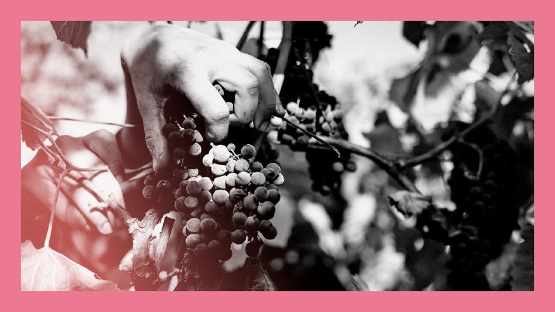 Red and white: the wine world’s newest fad