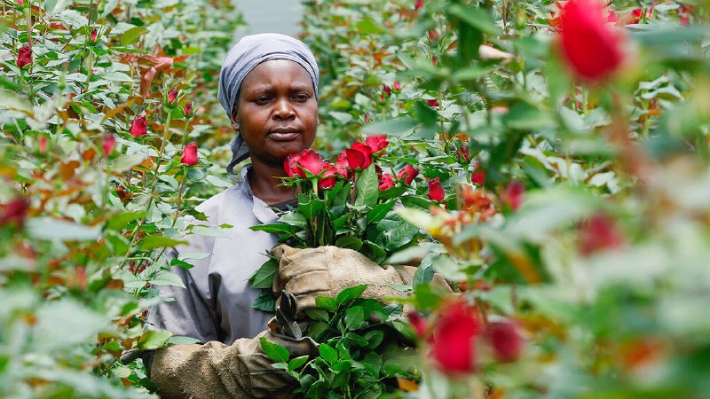 How to make African exports ethical again