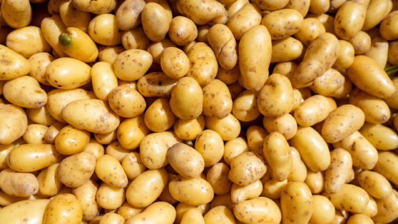 The world’s most common vegetable is enjoying a great year