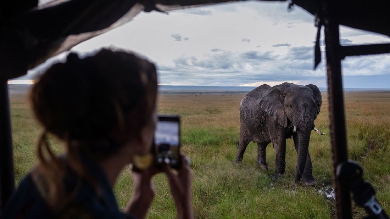 How to save the safari