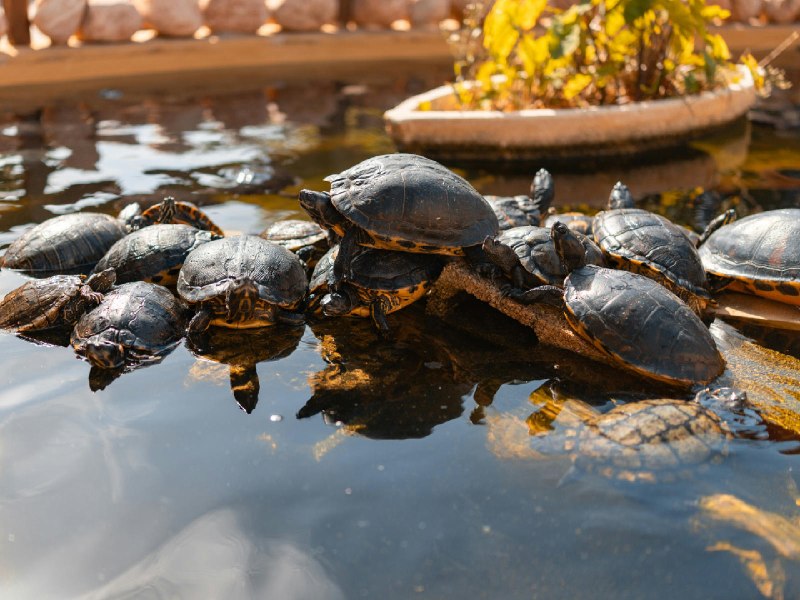 程序员养龟有多离谱？AI 帮我 24 小时盯着 6 只龟 - 少数派