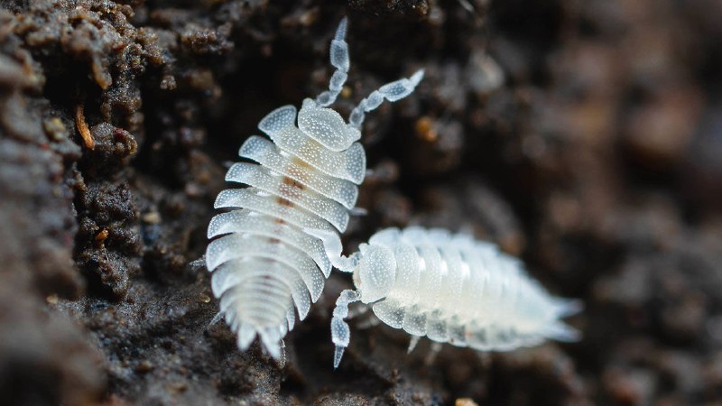 The world’s most essential habitat does not get its proper due