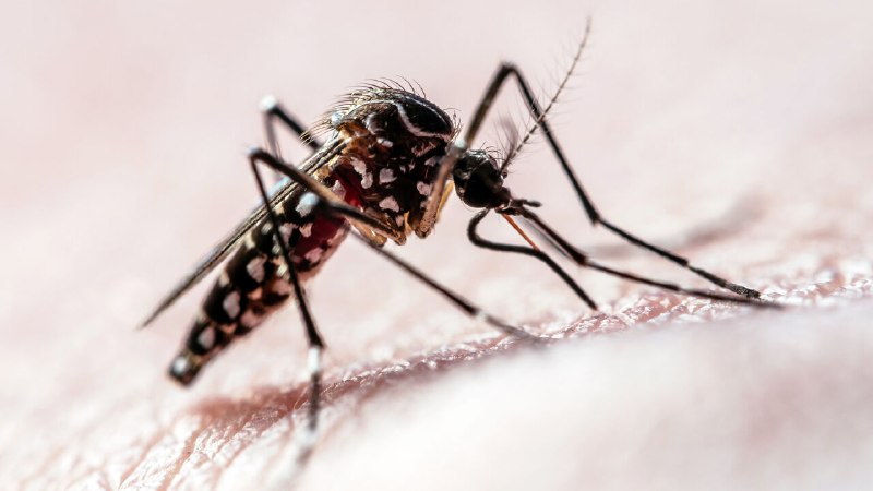 Mosquitoes seem to be getting over insect repellent