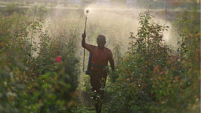 Millions will go hungry if the Strait of Hormuz stays closed