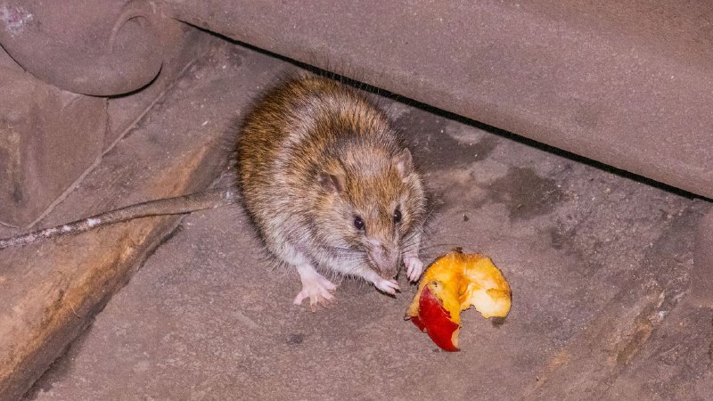 Is the Rat War Over?