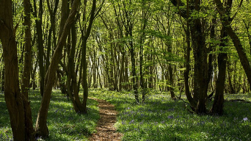 Trees are spreading in one of Europe’s least forested countries
