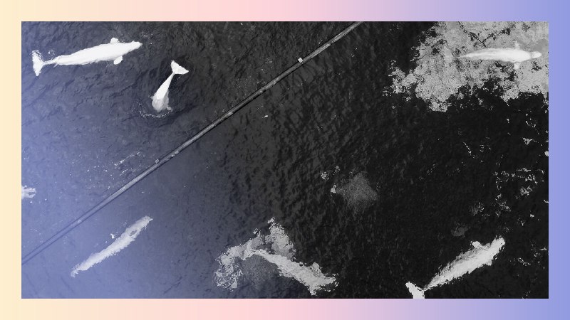 The last whales at Marineland