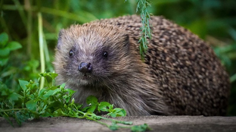 Blighty newsletter: England’s new spirit animals