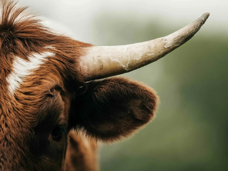 「生成」的「反刍」 - 少数派