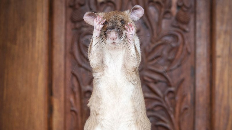 Cambodia honours a life-saving rat
