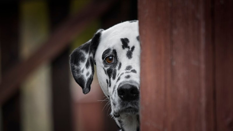 Dogs That Weren’t Rescued