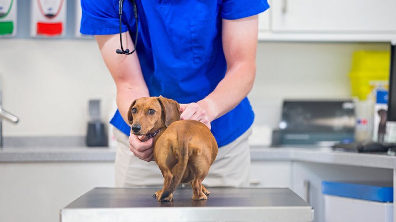 A golden decade for British vets is coming to an end