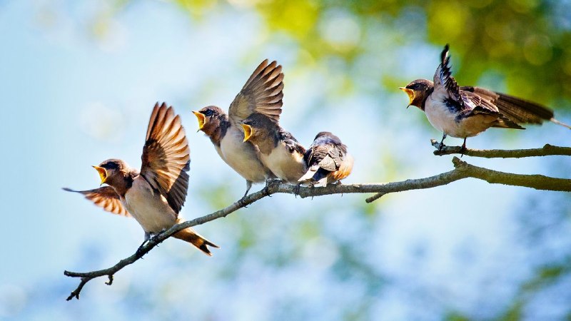Updated Birdsong Mnemonics for Donald Trump’s America