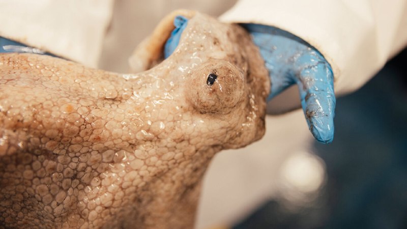 Warming seas are enticing octopus to British waters
