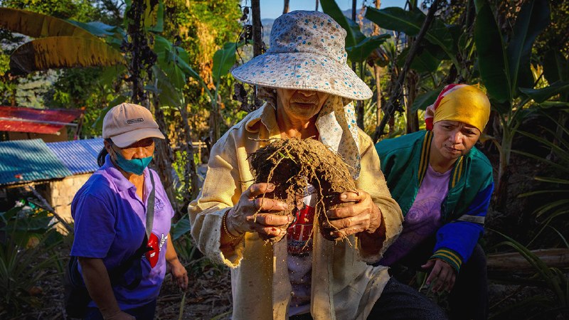 From Philippine staple to global sensation: the rise of ube