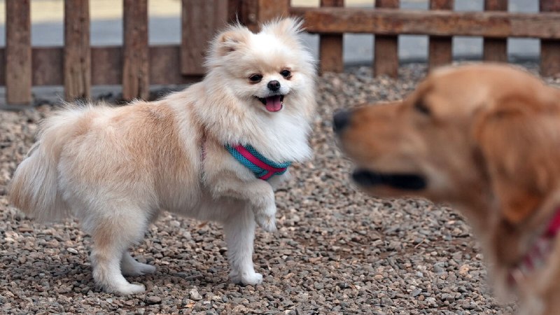 New research uncovers more of the story of man’s best friend