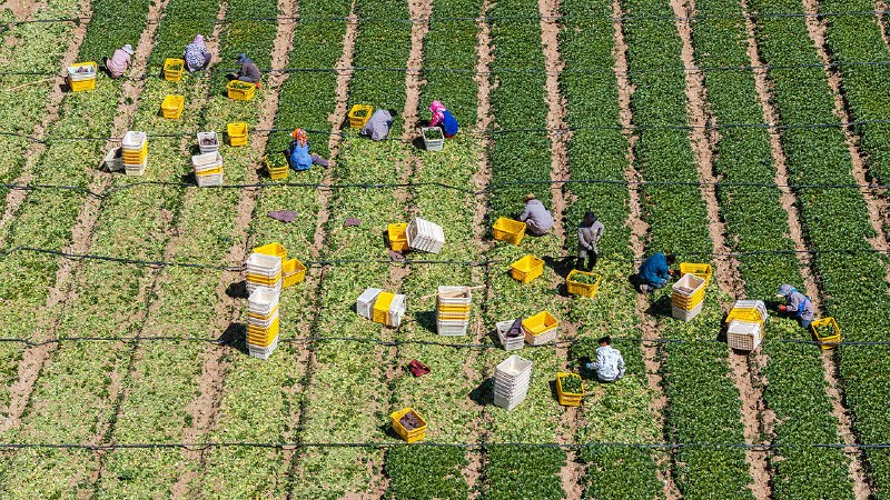 Why can’t a tech-savvy China make its food safe?