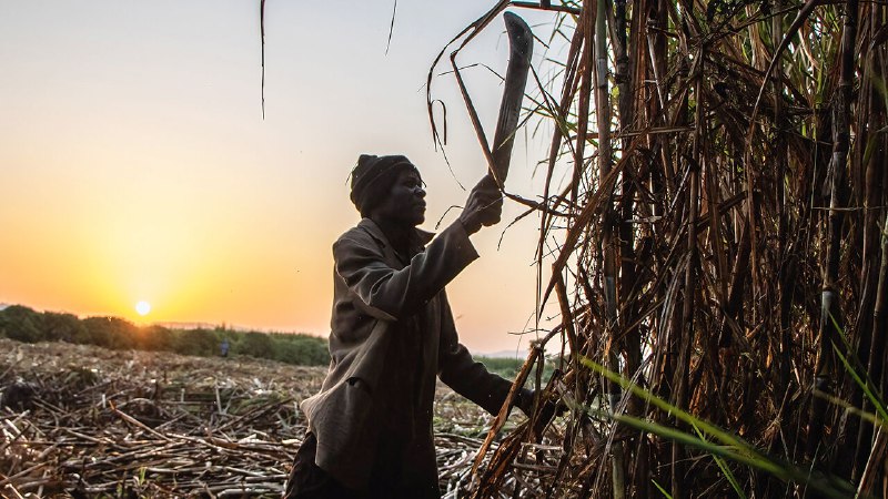 Kenya’s ailing sugar sector is a test case for reform