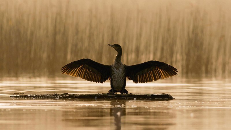 What the world’s most hated avian reveals about people