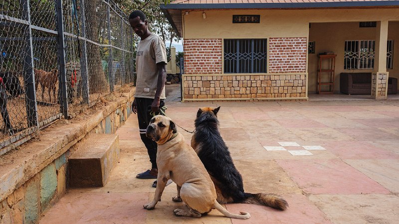 Why Rwandans are warming to dogs