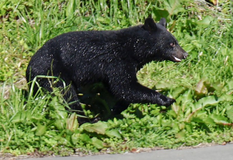 日本熊患危机：袭击事件激增，政府派遣自卫队捕熊